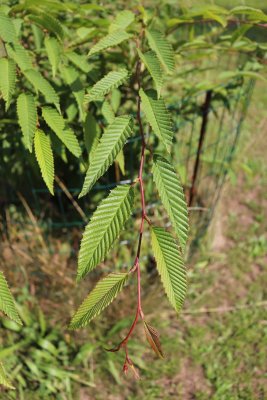Carpinus japonica habr japonský - list